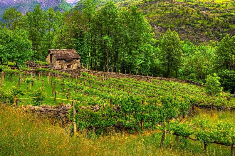 Old Vineyard with a Rustic hut in the Mountain Valley with Trees in Valle Maggia, Ticino, Switzerland
