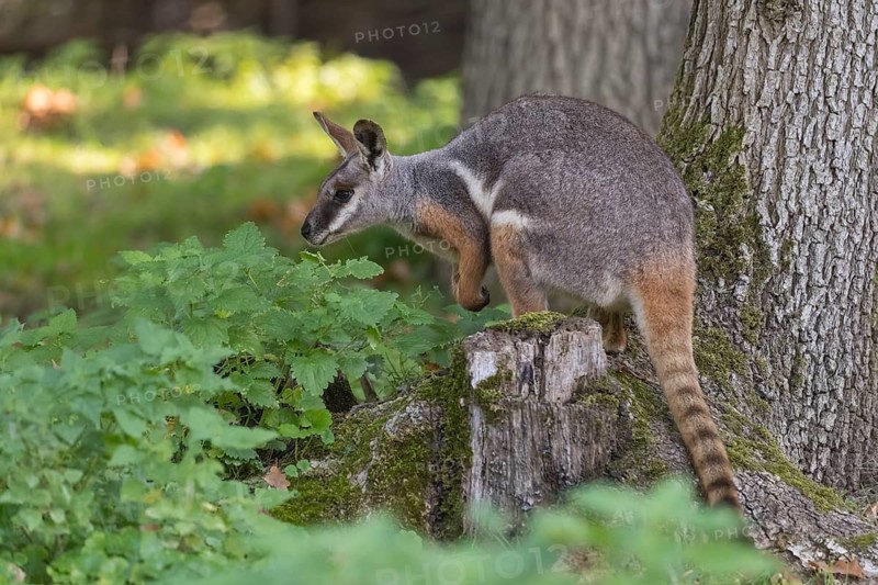 One yellow-footed rock-wallaby (Petrogale xanthopus), or ring-tailed wallaby sitting on grass between rocks and trees. Near threatened (IUCN)