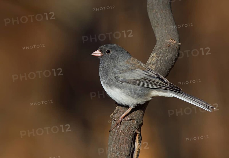 Dark-eyed Junco (Slate-colored)