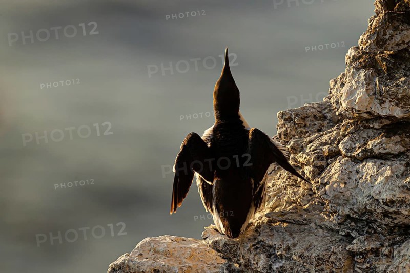 Common Murre (Uria aalge), Gotland, Sweden