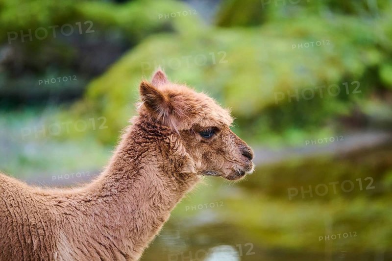 Llama (Lama glama) juvenile, portrait, Bavaria, Germany
