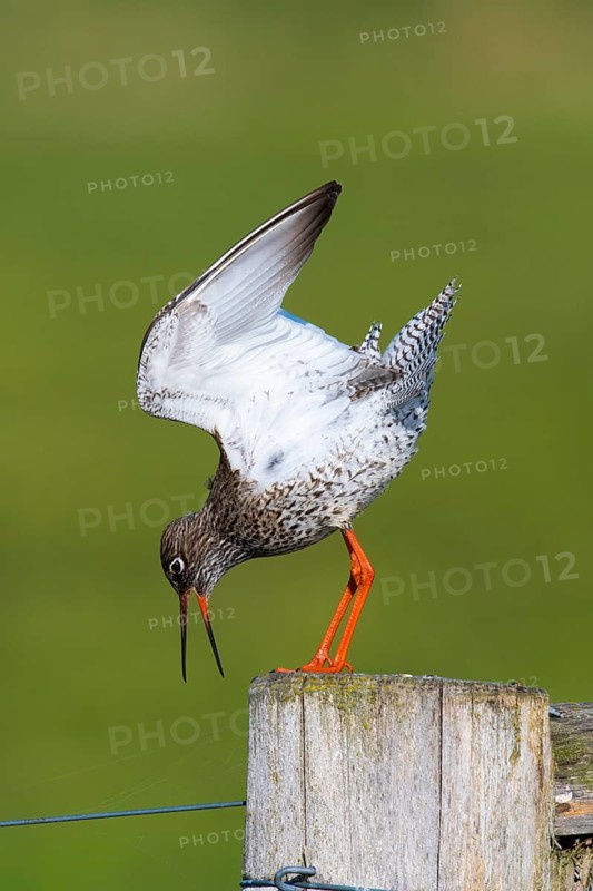 Common redshank (Tringa totanus), adult, calling, on fence post, open bill, Dümmerniederung, Diepholz County, Lower Saxony, Germany