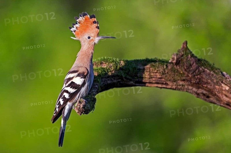 Eurasian Hoopoe (Upupa epops) male, Tuscany, Italy