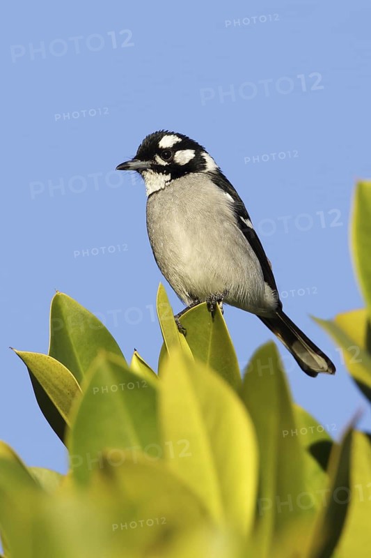 White-eared Monarch (Carterornis leucotis), Queensland, Australia