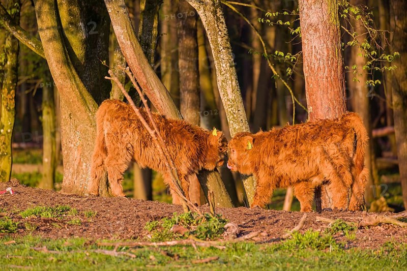 Two Highland calves (Bos primigenius) taurus) stand at a forest edge