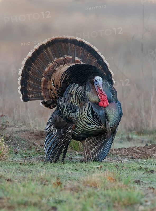 Wild Turkey (Meleagris gallopavo) male, California, USA