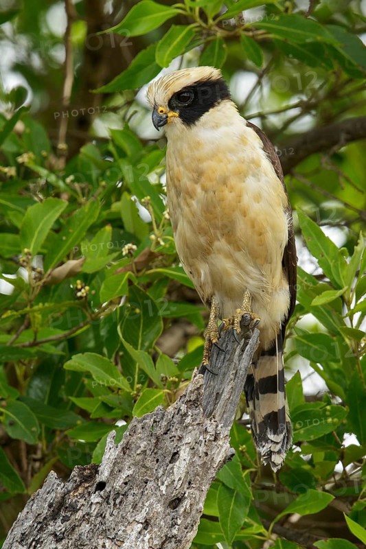 Laughing Falcon (herpetotheres cachinnans) perched on a branch in the grasslands of Guyana