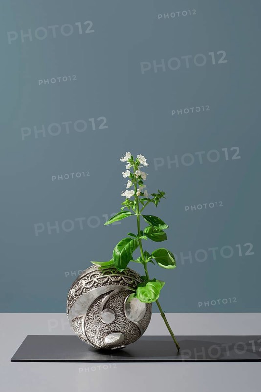 A fresh basil branch with delicate white flowers presented in a stylish silver decorative vase, set against a soft gray background for a minimalist aesthetic