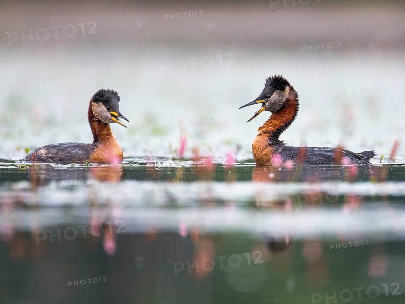 Red-necked Grebe (Podiceps grisegena) pair, Mecklenburg-Western Pomerania, Germany