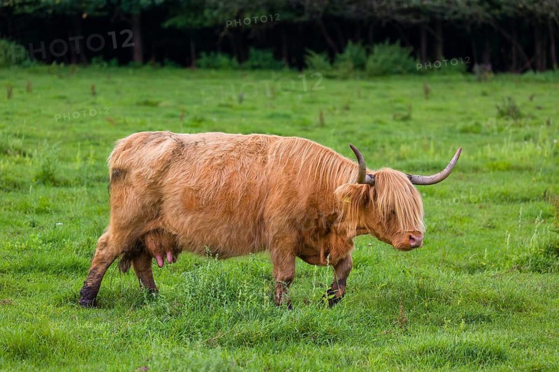 One Highland cow (Bos primigenius) taurus) stands on a pasture