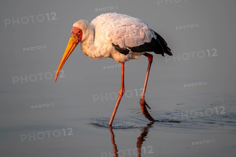 Glutton (Mycteria ibis) foraging in the water, in the morning light, with reflection, Sunset Dam, Southern Kruger National Park, Kruger National Park, South Africa