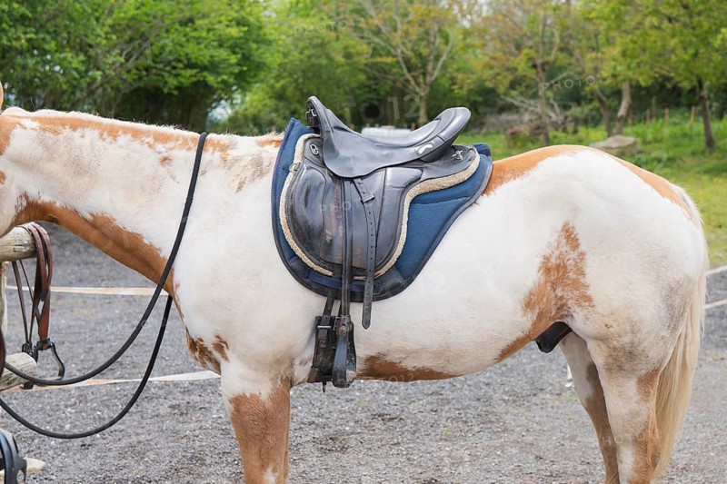 A beautiful horse stands quietly on a farm day, equipped with a comfortable saddle under clear skies. The peaceful rural setting enhances the charm of the scene