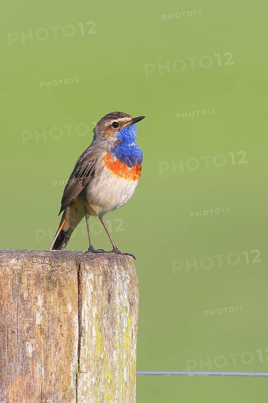 White-starred bluethroat (Luscinia svecica cyanecula), male, sitting on wooden pasture fence, songbird, wildlife, Ochsenmoor, Naturpark Dümmer See, Hüde, Lower Saxony, Germany