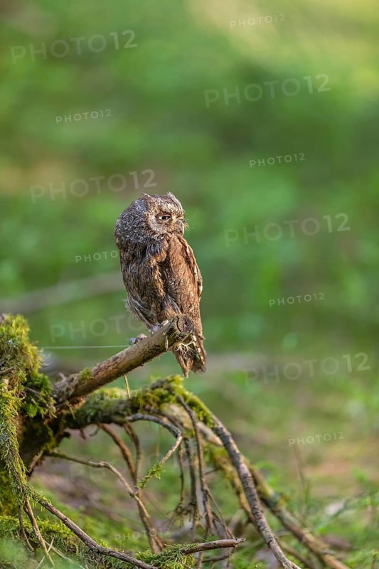 One Eurasian scops owl (Otus scops) sitting on a twig with intense green grass in the background