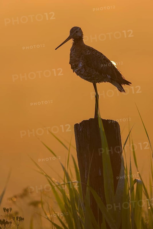 Black-tailed Godwit (Limosa limosa) male, Texel, Netherlands
