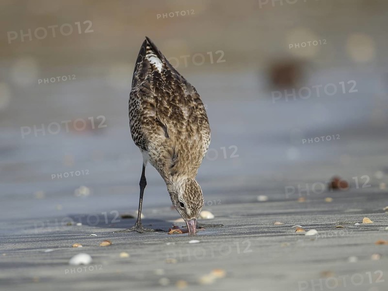 Bar-tailed Godwit (Limosa lapponica) foraging, Gambia