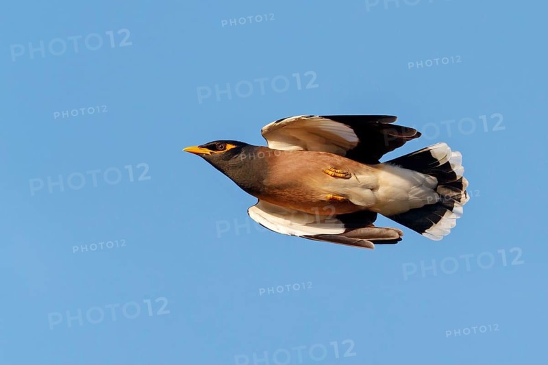 Shepherd's Maina, (Acridotheres tristis), animals, birds, perch, biotope, habitat, foraging Salalah, Raysut, Dhofar, Oman