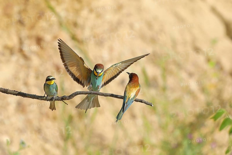 Bee-eater (Merops apiaster) with wings spread to land between two conspecifics on a branch, Rhineland-Palatinate, Germany