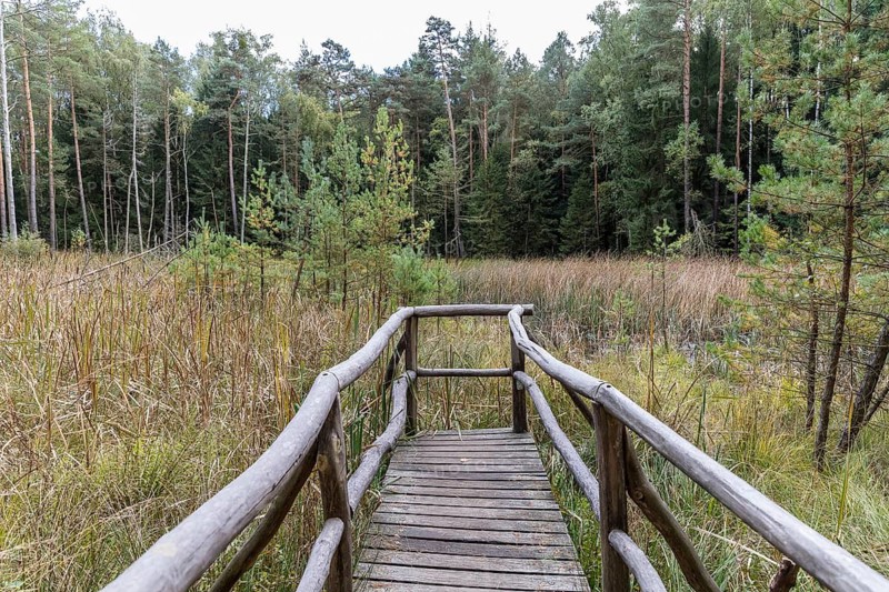 Wooden footbridge at the Saugartenmoor in the Dresdner Heide, Dresden, Saxony, Germany