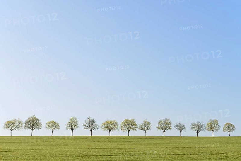 Deciduous trees, row of trees next to a green grain field, blue sky, North Rhine-Westphalia, Germany