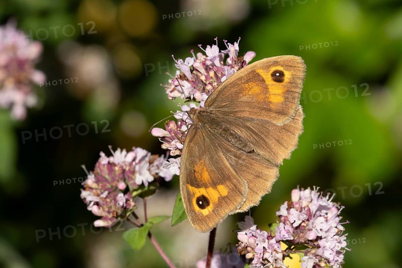 Meadow brown butterfly (Maniola jurtina) adult insect feeding on a garden purple Wild marjoram or Oregano flower in summer, England, United Kingdom