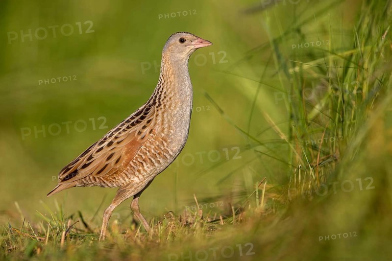 Corn Crake (Crex crex) Männchen, Poland