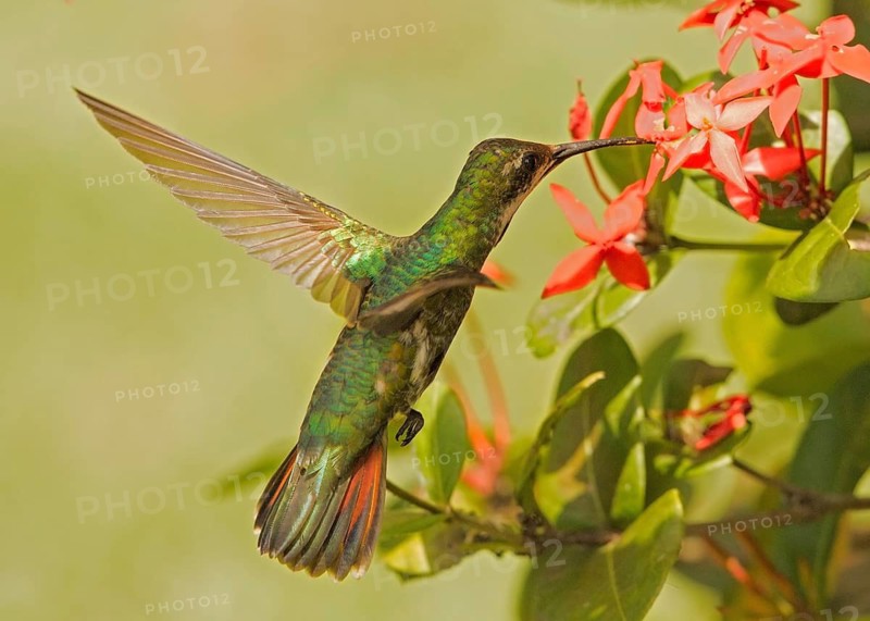 Black-throated Mango (Anthracothorax nigricollis), French Guiana