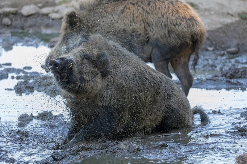 One male wild boar or wild pig (Sus scrofa), sitting in a mud pool, shaking off the water in his fur