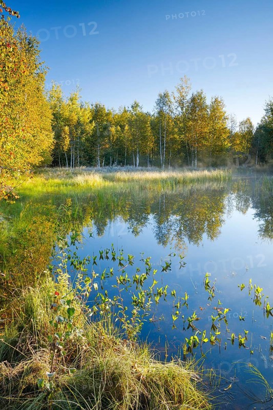 The first rays of sunlight bathe the birch forest and grasses in a warm light, clouds of mist drift across the water surface reflecting the vegetation of the upland moor near Les Ponts-de-Martel, Canton Neuchâtel, Switzerland
