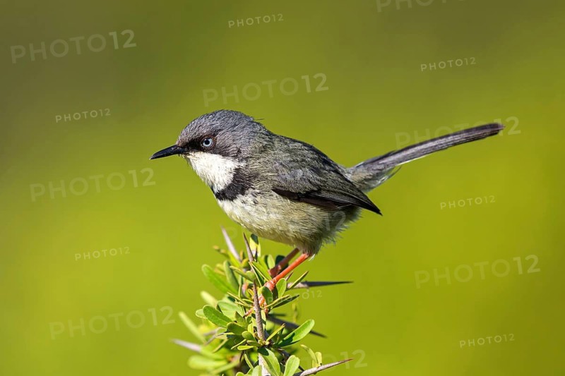 Collared warbler, (Apalis thoracica), Addo Elephant National Park, Addo, Western Cape, South Africa