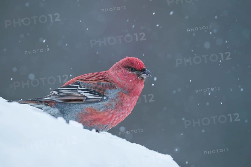 Pine Grosbeak - Hakengimpel - Pinicola enucleator, Finland, adult male