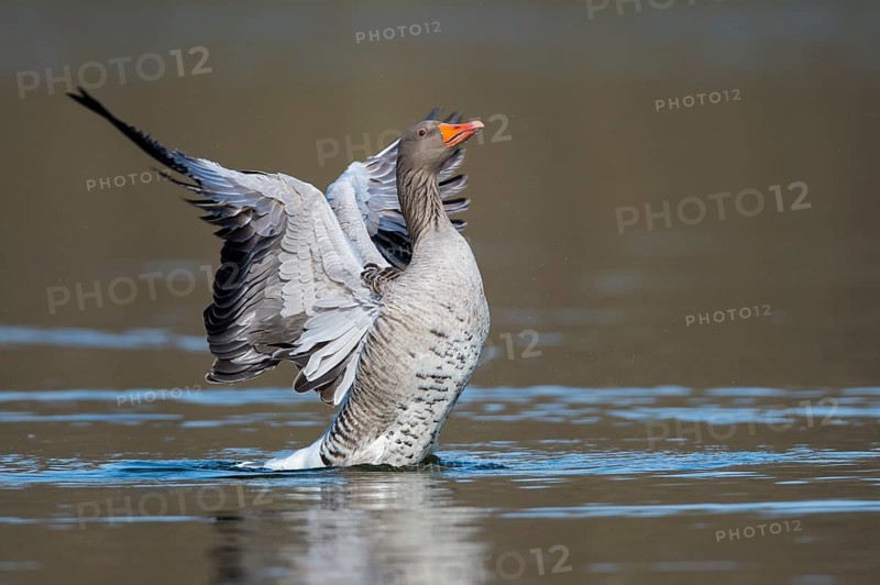 Greylag Goose (Anser anser) flapping wings, Lower Saxony, Germany