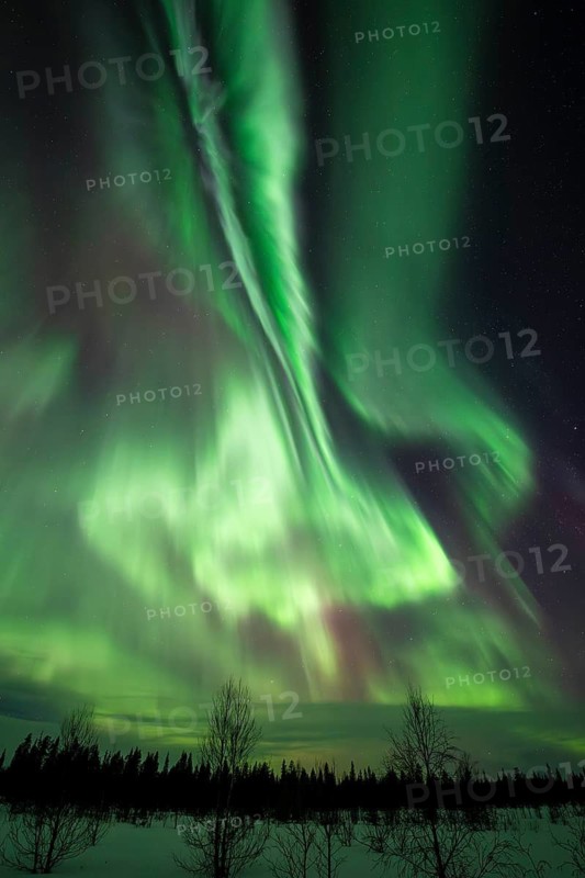 Northern Lights (Aurora borealis), Muddus National Park, Laponia World Heritage Site, Norrbotten, Lapland, Sweden, March 2025