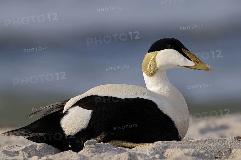 Eiderente (Somateria mollissima), Eider, Erpel / Maennchen ruht am Strand, Juni, Duene der Insel Helgoland, Schleswig-Holstein, Deutschland