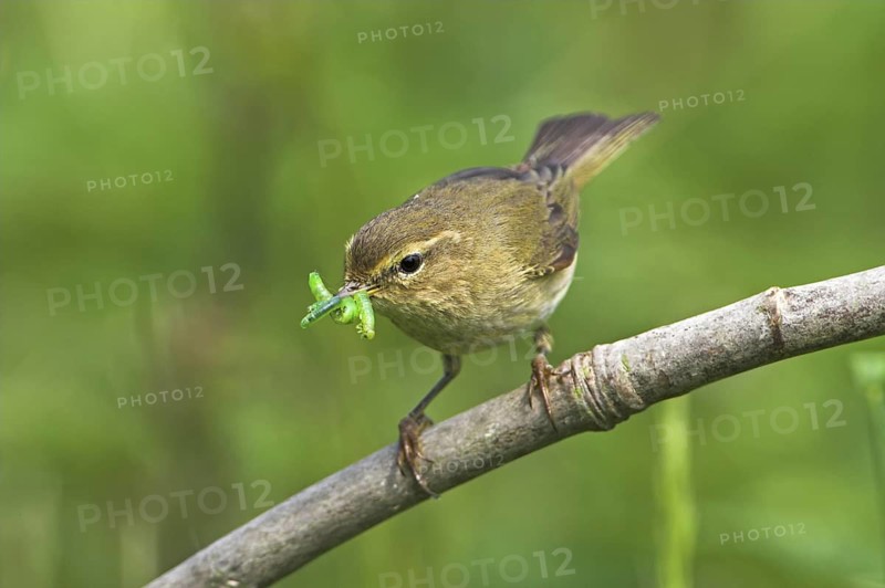 Common Chiffchaff (Phylloscopus collybita), Rhineland-Palatinate, Germany