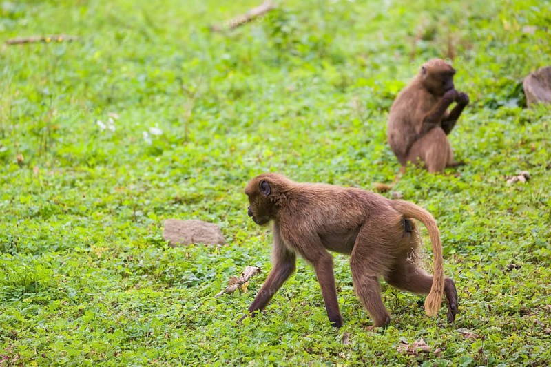 Two female Gelada (Theropithecus gelada), or bleeding-heart monkey grazing on a green meadow