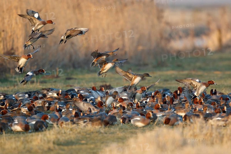 Eurasian Wigeon (Mareca penelope) group flying, Netherlands