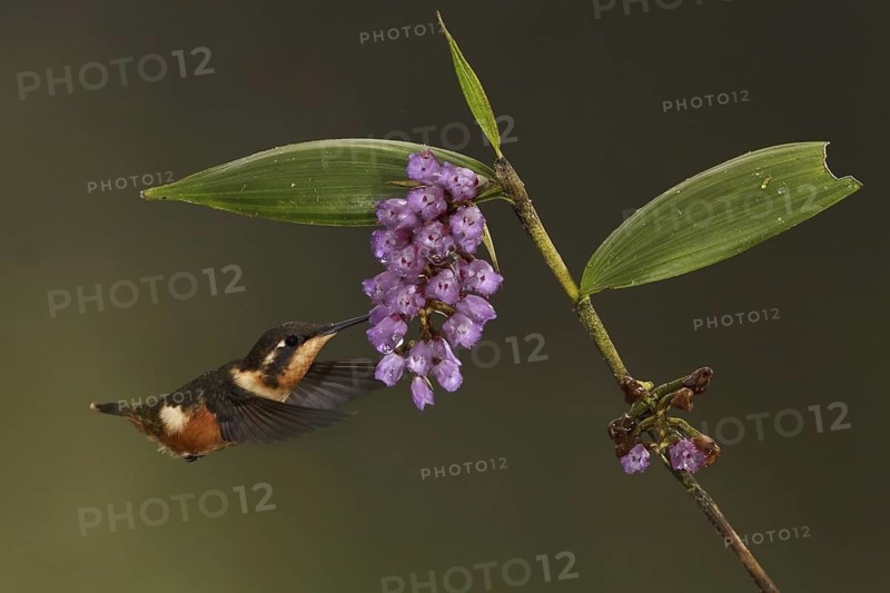 Purple-throated Woodstar (Calliphlox mitchellii), Ecuador