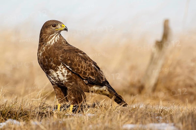 Common Buzzard (Buteo buteo) in field, Hungary