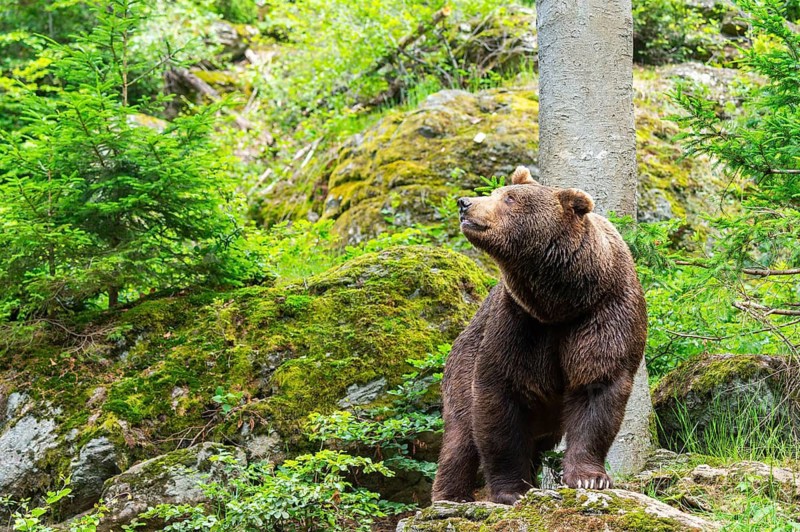 Eurasian brown bear (Ursus arctos arctos) standing on a rock, Bavarian Forest, Bavaria, Germany