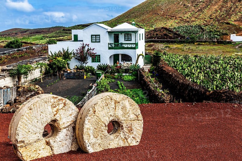 Field with cochineal scale insects, Jardin de Cactus with more than 10000 cacti by Cesar Manrique, Guatiza, Lanzarote, Canary Islands, Spain