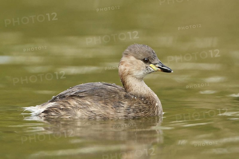 Little Grebe (Tachybaptus ruficollis) juvenile, Rhineland-Palatinate, Germany