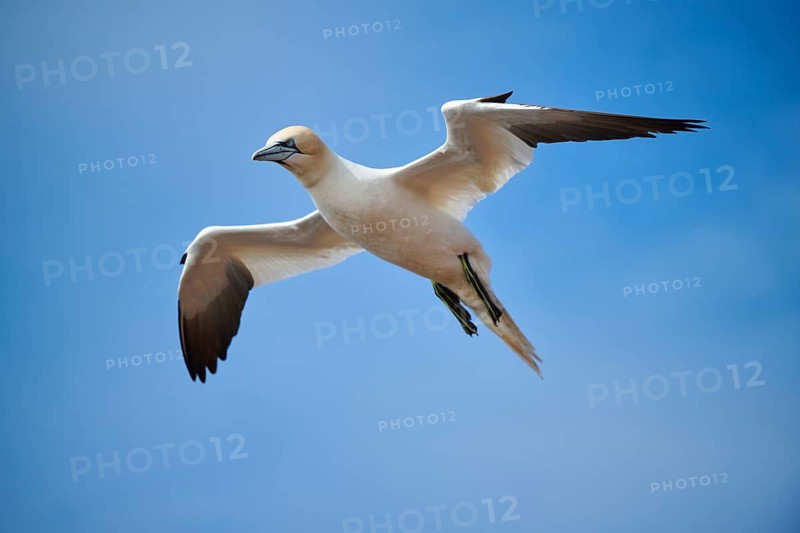 Northern gannet (Morus bassanus) flying in the sky, wildlife, Helgoland, Germany