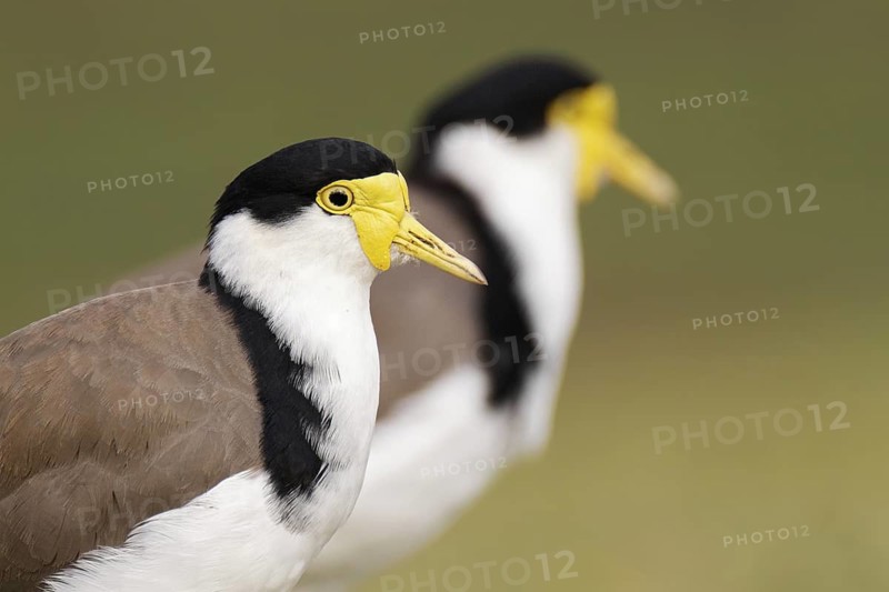 Masked Lapwing (Vanellus miles), Victoria, Australia