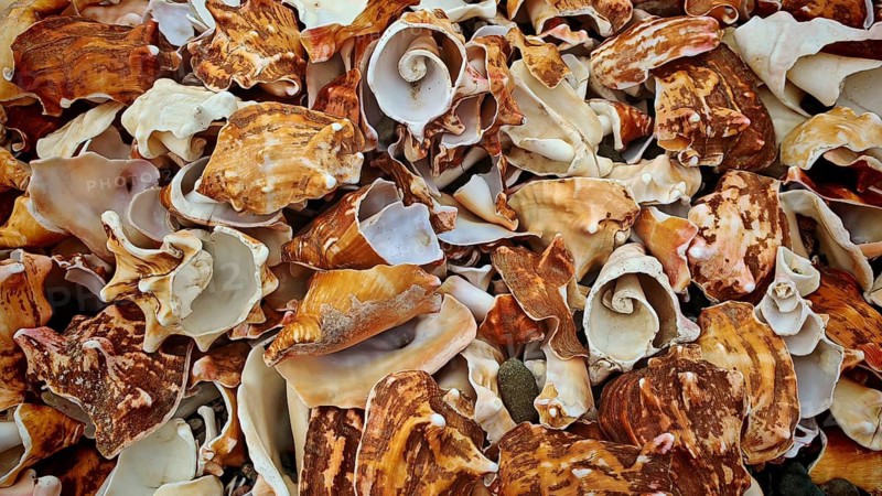 Close-up, A colourful collection of shells (concha) with different shapes and structures, Mindelo, Sao Vicente, Cabo Verde, Cape Verde, Cape Verde