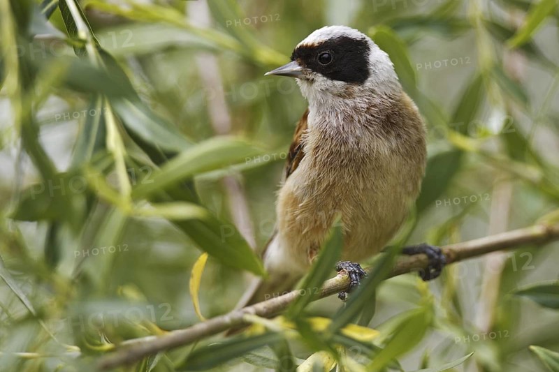 Eurasian Penduline Tit (Remiz pendulinus) male, Castile, Spain