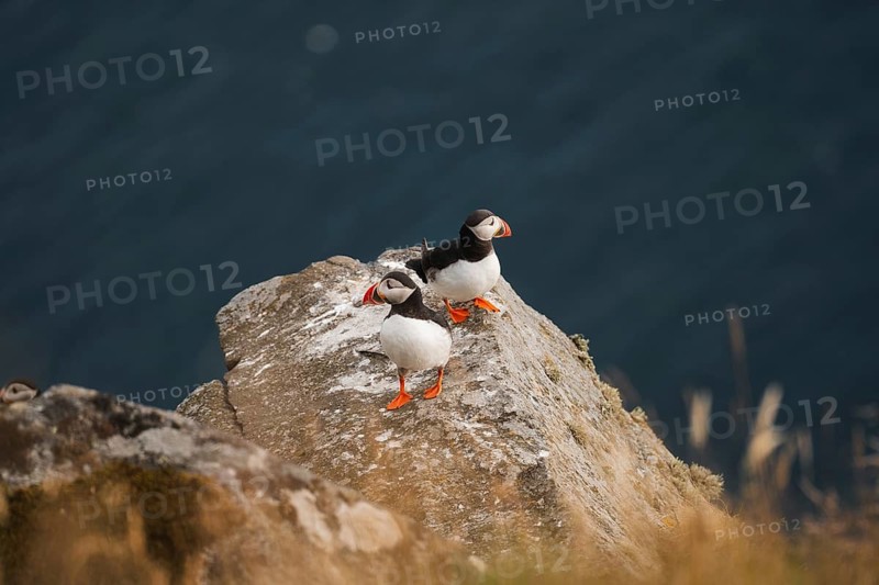 Puffins, Fratercula arctica, perched on a rocky cliff in Norway, set against a serene ocean backdrop, symbolizing the essence of a Scandinavian road trip focused on outdoor exploration and nature