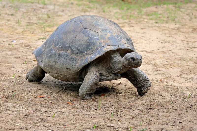 Galapagos giant tortoise (Chelonoidis niger), adult, foraging, captive, Galapagos Islands, Ecuador