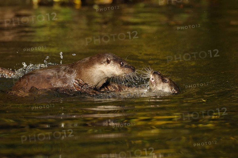 Two otters playing in the water and splashing up water, European otter (Lutra lutra), Bavaria