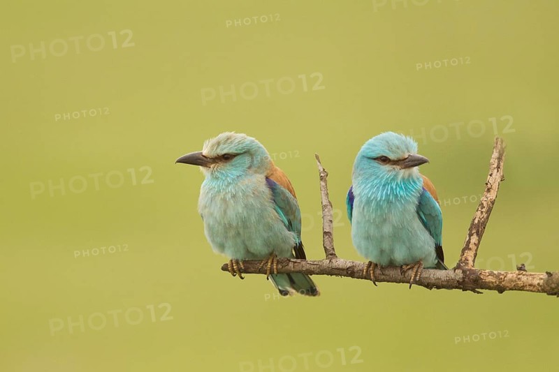 European Roller (Coracias garrulus) pair perched on a branch, Serbia